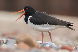 Ostrygojad (Haematopus ostralegus)