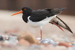 Ostrygojad (Haematopus ostralegus)