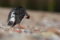 Ostrygojad (Haematopus ostralegus)