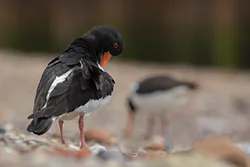 Ostrygojad (Haematopus ostralegus)