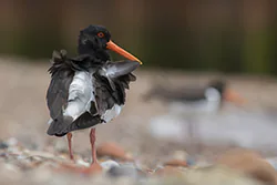 Ostrygojad (Haematopus ostralegus)