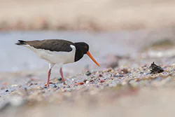 Ostrygojad (Haematopus ostralegus)