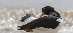 Ostrygojad (Haematopus ostralegus)