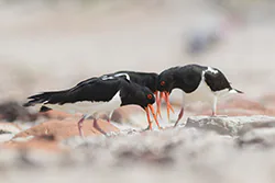 Ostrygojad (Haematopus ostralegus)