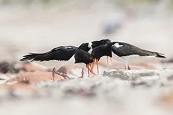 Ostrygojad (Haematopus ostralegus)