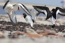 Ostrygojad (Haematopus ostralegus)