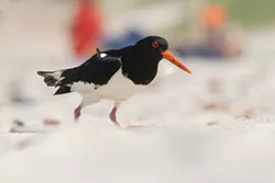 Ostrygojad (Haematopus ostralegus)