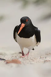 Ostrygojad (Haematopus ostralegus)