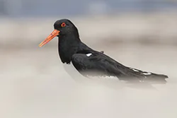 Ostrygojad (Haematopus ostralegus)