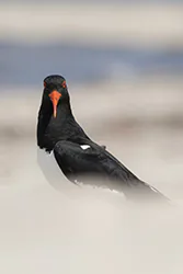 Ostrygojad (Haematopus ostralegus)
