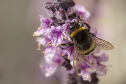 Bumblebee (Bombus sp)