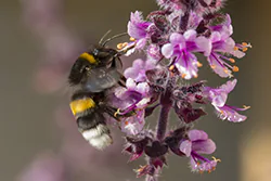 Bumblebee (Bombus sp)