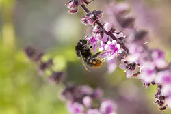 Bumblebee (Bombus sp)