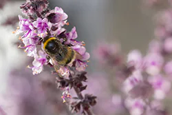 Bumblebee (Bombus sp)