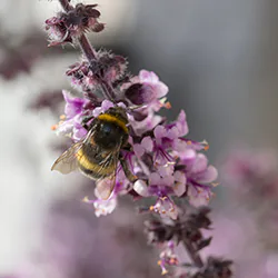 Bumblebee (Bombus sp)