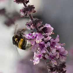 Bumblebee (Bombus sp)