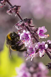 Bumblebee (Bombus sp)