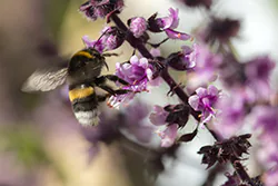 Bumblebee (Bombus sp)