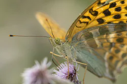 Dostojka malinowiec (Argynnis paphia)
