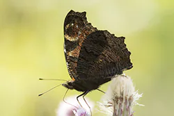 European Peacock (Inachis io)