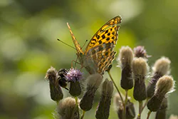 Dostojka malinowiec (Argynnis paphia)