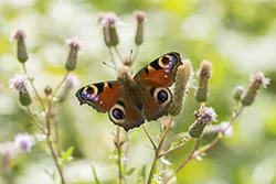 European Peacock (Inachis io)
