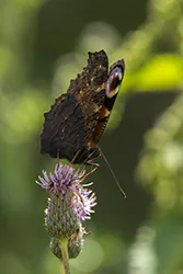 European Peacock (Inachis io)