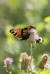 European Peacock (Inachis io)