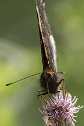 European Peacock (Inachis io)