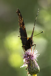European Peacock (Inachis io)