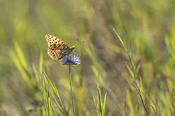 Queen of Spain Fritillary (Issoria lathonia)