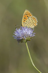 Czerwończyk uroczek (Lycaena tityrus)
