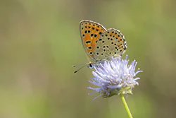 Czerwończyk uroczek (Lycaena tityrus)