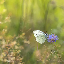 Green-veined White (Pieris napi)