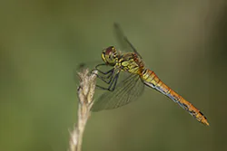 Ruddy Darter (Sympetrum sanguineum)