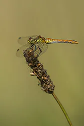 Ruddy Darter (Sympetrum sanguineum)