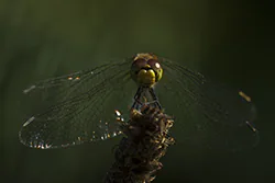 Ruddy Darter (Sympetrum sanguineum)
