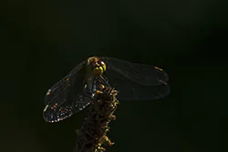 Ruddy Darter (Sympetrum sanguineum)