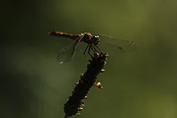 Ruddy Darter (Sympetrum sanguineum)