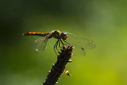 Ruddy Darter (Sympetrum sanguineum)