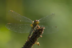 Ruddy Darter (Sympetrum sanguineum)