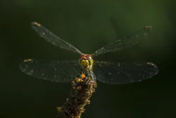 Ruddy Darter (Sympetrum sanguineum)