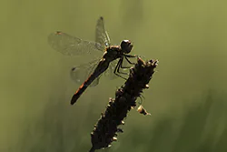 Ruddy Darter (Sympetrum sanguineum)