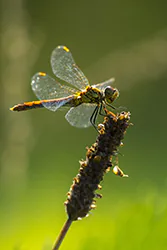 Ruddy Darter (Sympetrum sanguineum)