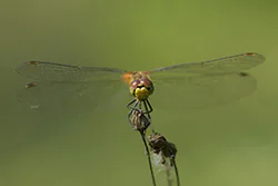 Ruddy Darter (Sympetrum sanguineum)