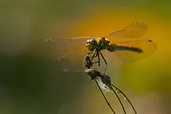 Ruddy Darter (Sympetrum sanguineum)
