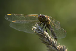 Ruddy Darter (Sympetrum sanguineum)