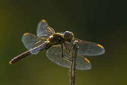 Ruddy Darter (Sympetrum sanguineum)