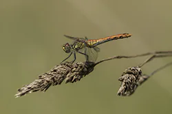 Ruddy Darter (Sympetrum sanguineum)