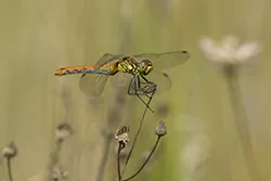 Ruddy Darter (Sympetrum sanguineum)